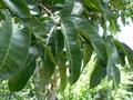 African breadfruit